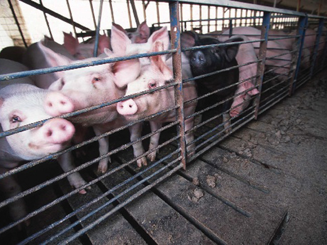 USDA issued a federal order on Thursday requiring pork producers to notify the department when their hog herds test positive for porcine epidemic diarrhea virus. (DTN file photo)